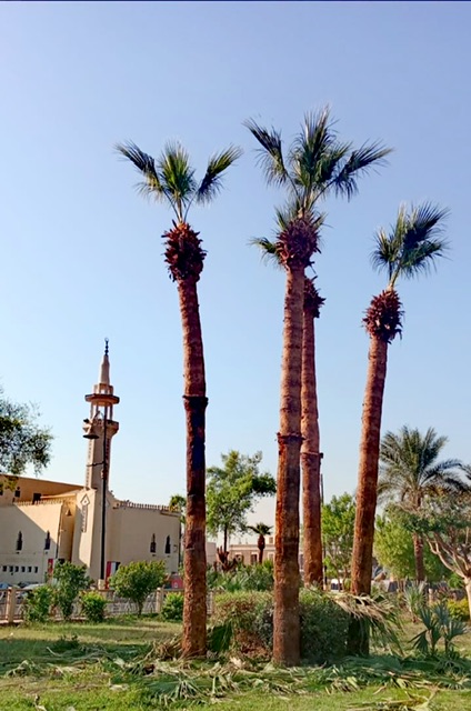 حملات نظافة