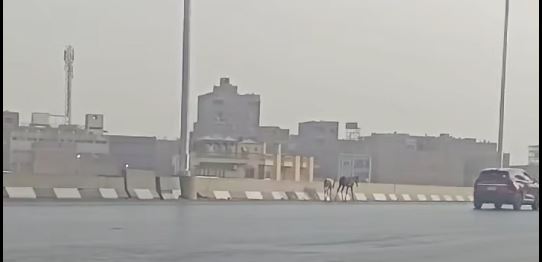 أحصنة أعلى الطريق الدائري