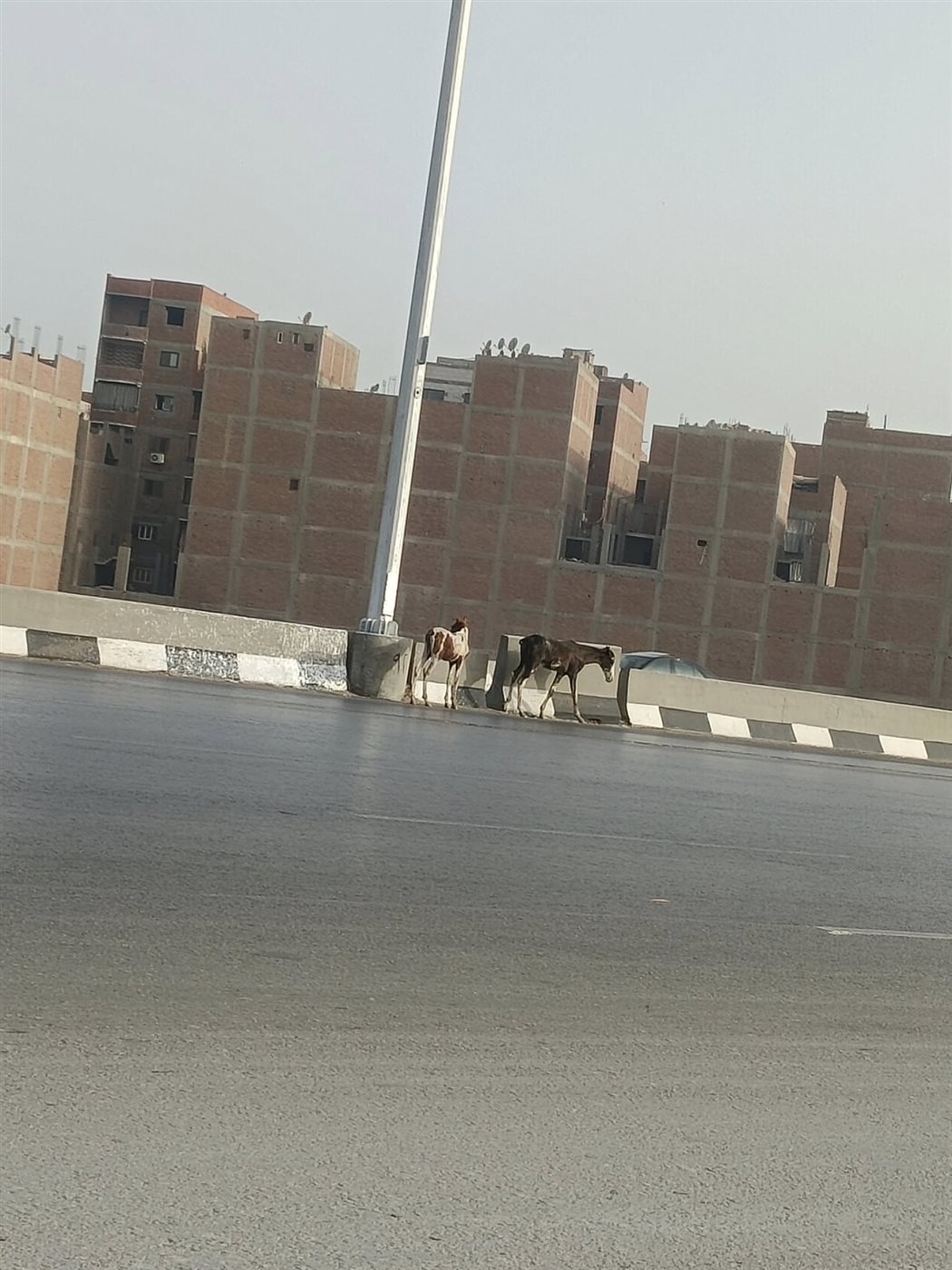 أحصنة أعلى الطريق الدائري