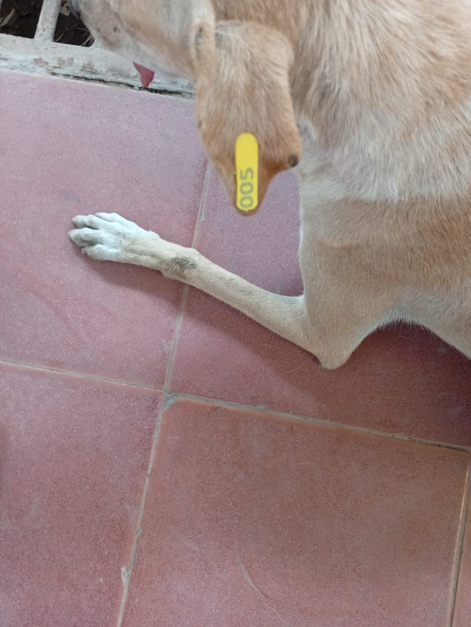  تطعيم وتعقيم الكلاب الحرة 