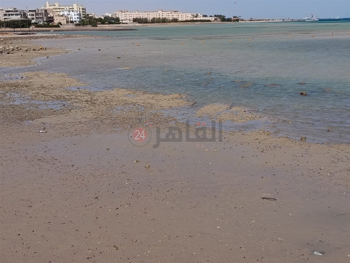 الجَزر على شواطئ الغردقة 