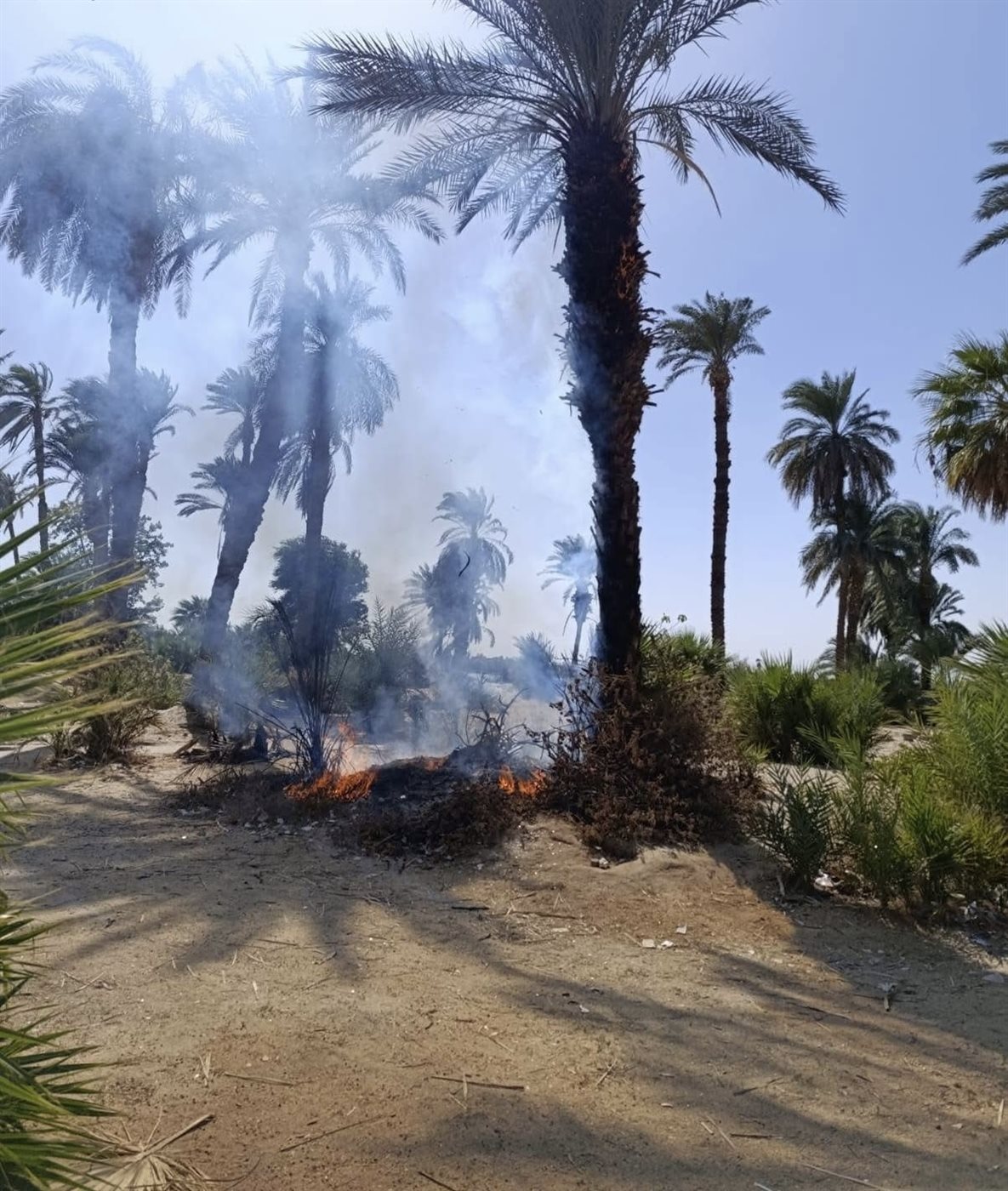 حريق بنخيل مبارك بالأقصر