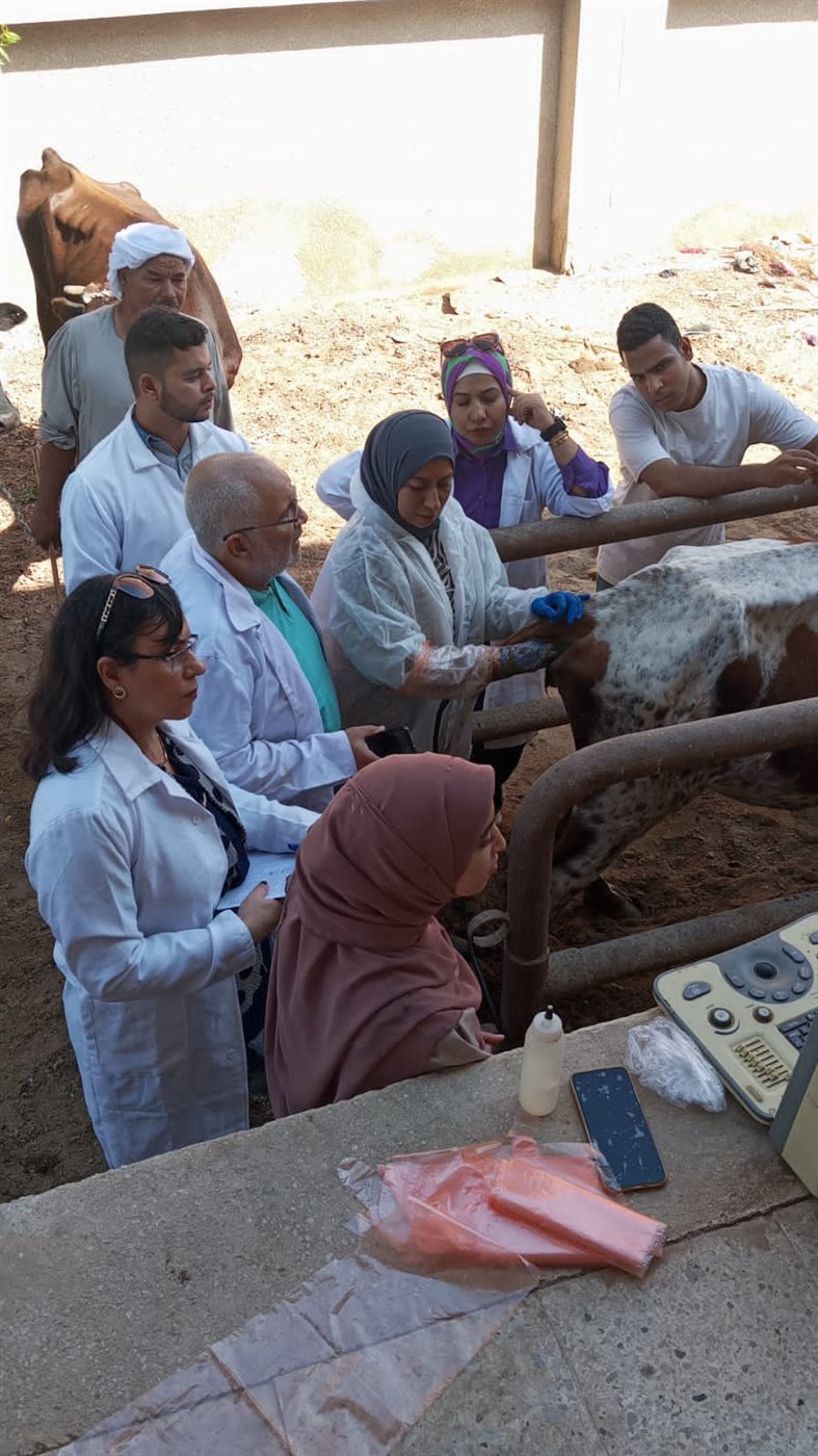 محافظ الفيوم : تحصين 25795 رأس ماشية ضد أمراض الحمى القلاعية والوادي المتصدع والجلد العقدي