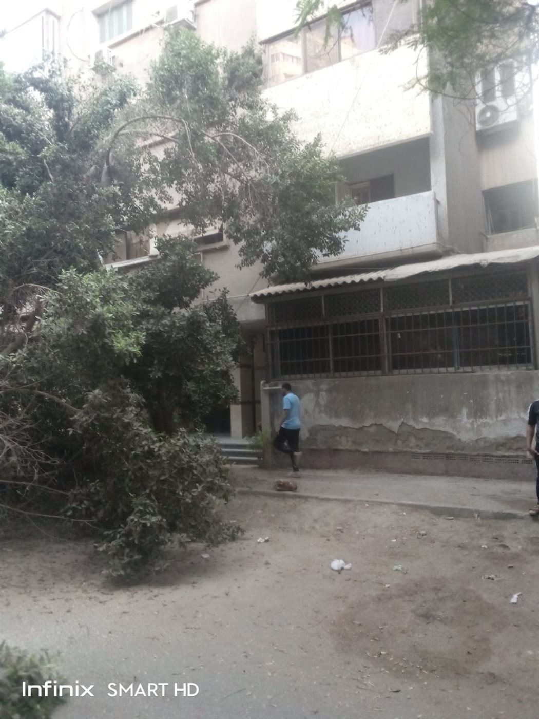 إزالة شجرة ضخمة مائلة بالعجوزة