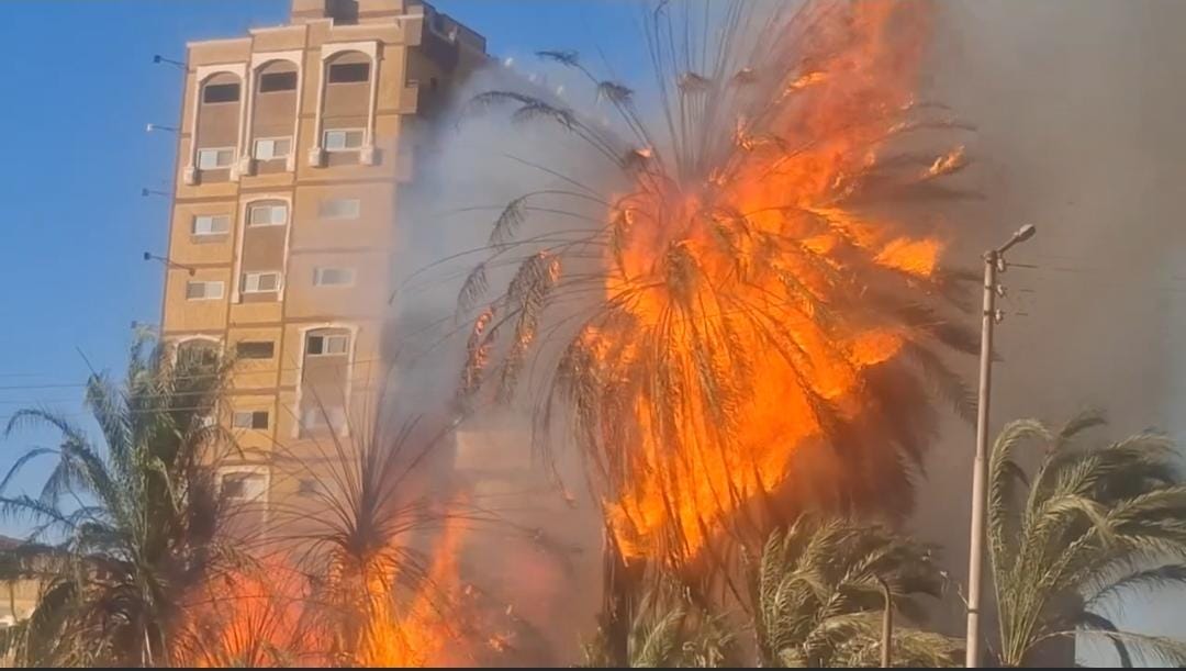 حريق بأشجار نخيل 