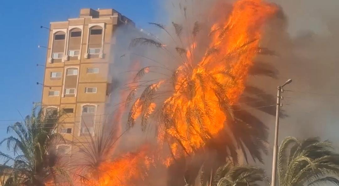 حريق بأشجار نخيل 