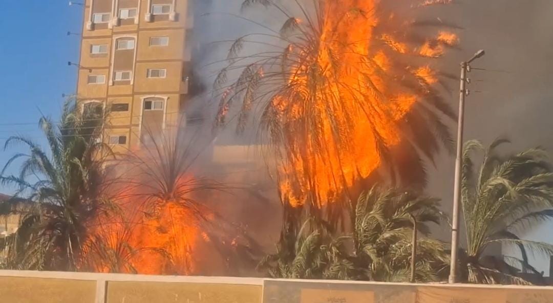 حريق بأشجار نخيل 