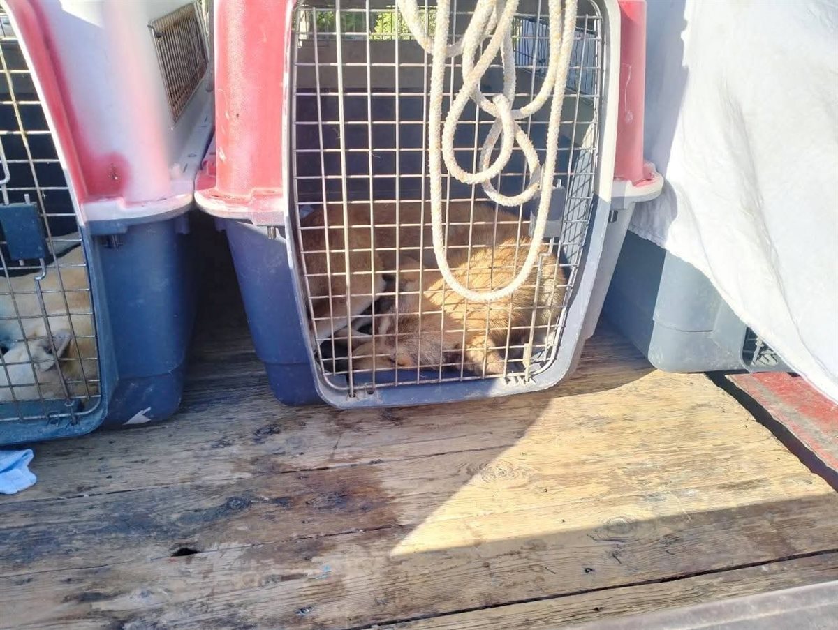 مواجهة إنتشار الكلاب الضالة بشوارع الغردقة