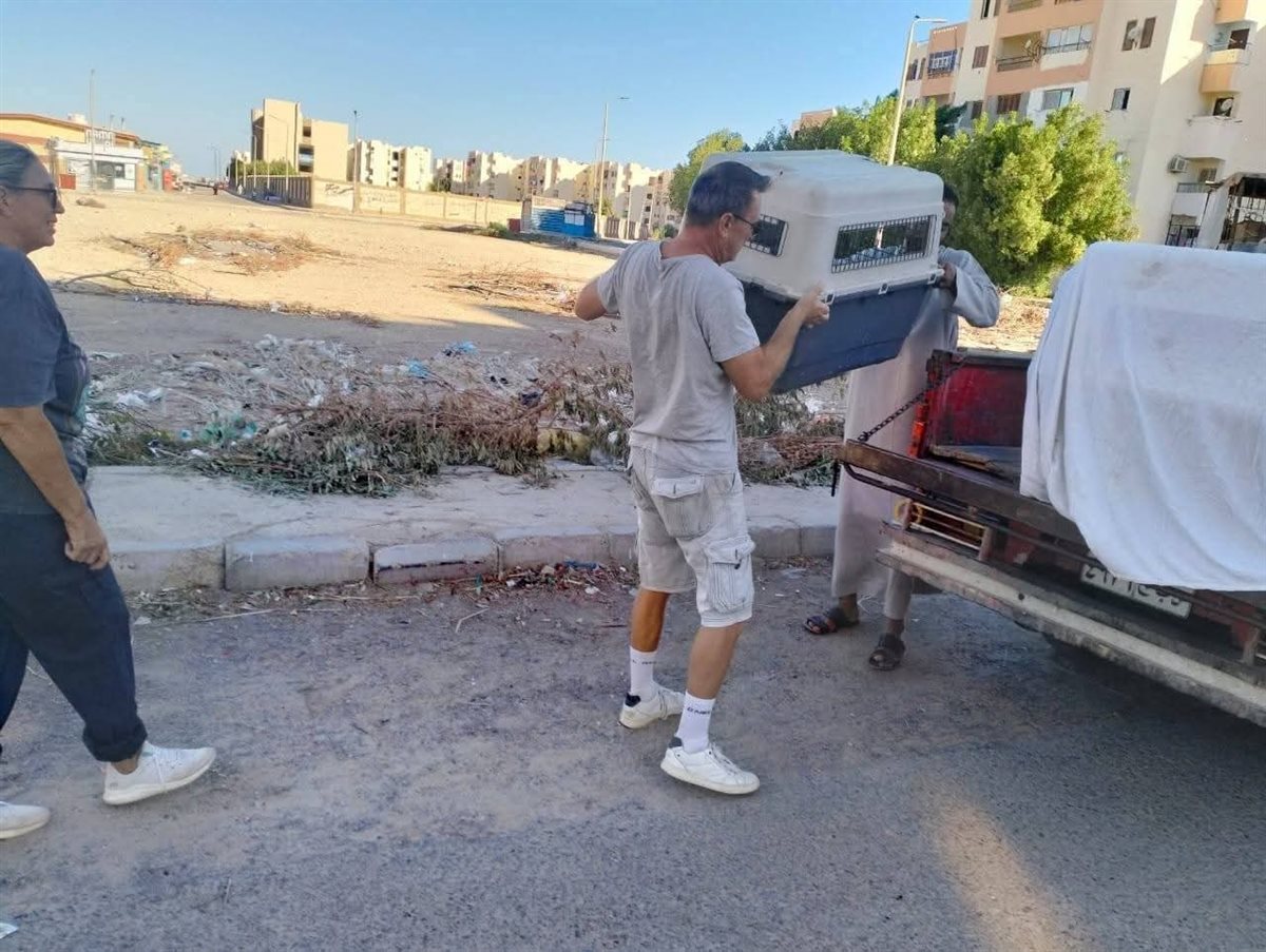 مواجهة إنتشار الكلاب الضالة بشوارع الغردقة