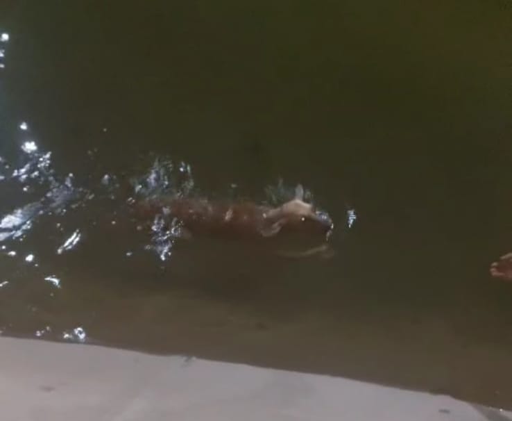 شاب ينقذ كلبا بأحد الترع في الأقصر