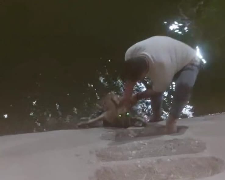 شاب ينقذ كلبا بأحد الترع في الأقصر