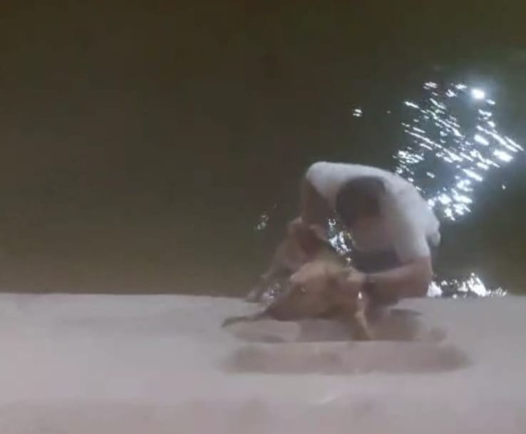 شاب ينقذ كلبا بأحد الترع في الأقصر