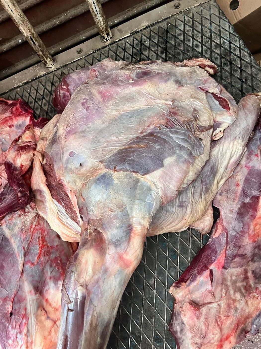 ضبط لحوم بأختام مزورة بالأقصر 