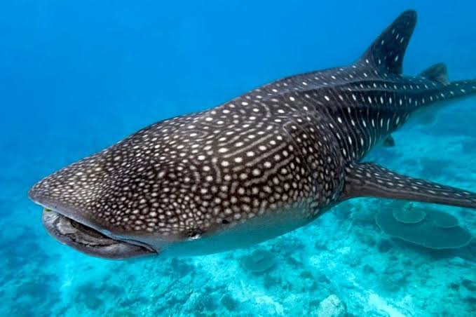 طول قرش الحوت