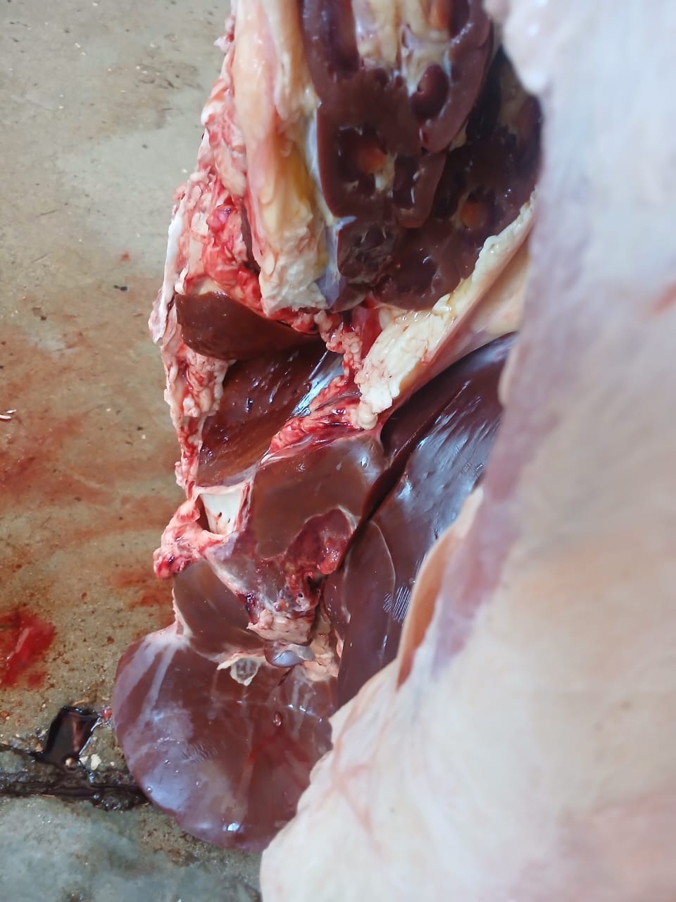 الطب البيطرى يتخلص من عجل مصاب بالصفرا في الأقصر 