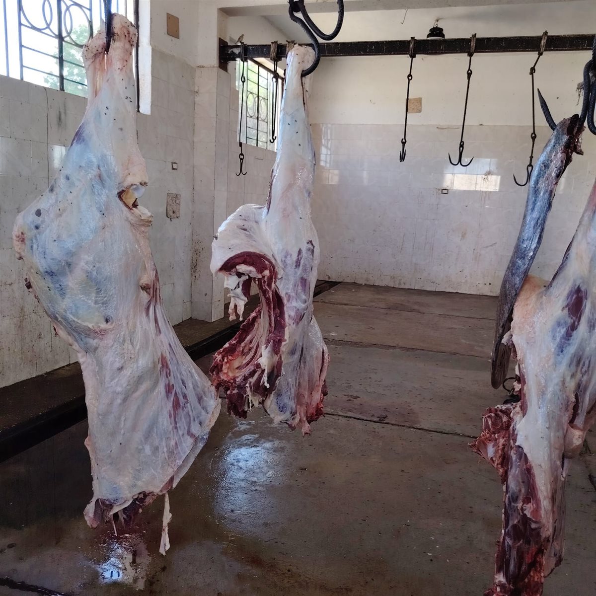 الطب البيطرى يتخلص من عجل مصاب بالصفرا في الأقصر 