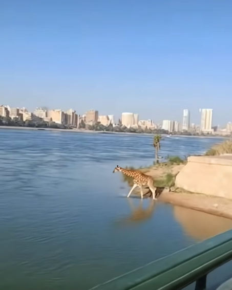 حديقة الحيوان توضح حقيقة انتحار زرافة في نهر النيل