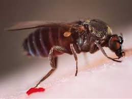 كيفية التعامل مع لدغة ذبابة الرمل