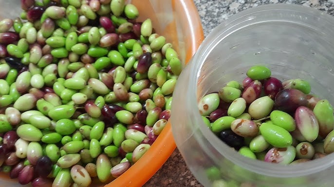 طريقة تخليل الزيتون