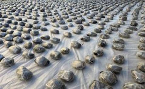 القبض على 6 عناصر جنائية شديدة الخطورة 