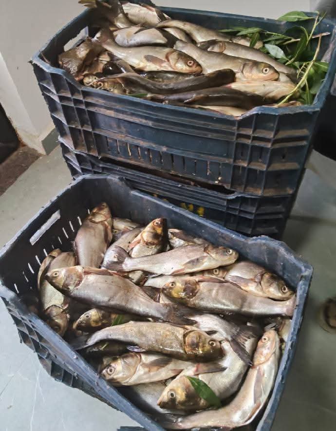 ضبط اسماك غير صالحة للاستهلاك الادمي