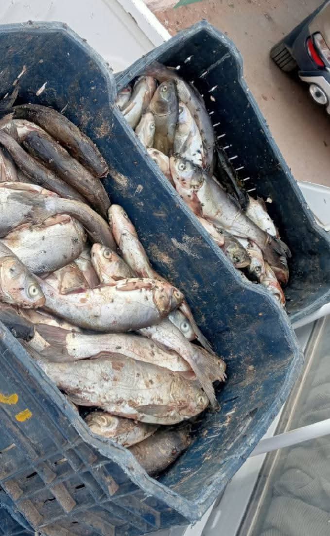 ضبط اسماك غير صالحة للاستهلاك الادمي