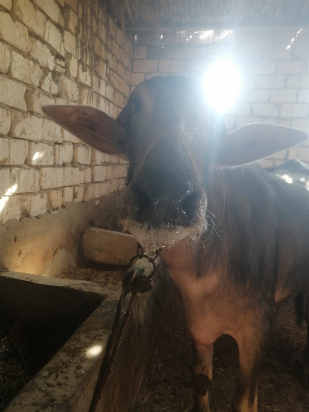 مواشي مصابة بالحمى القلاعية 