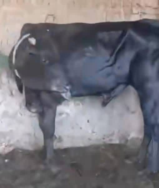 مواشي مصابة بالحمى القلاعية 