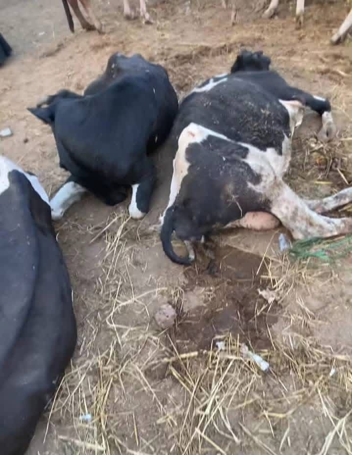 مواشي مصابة بالحمى القلاعية 