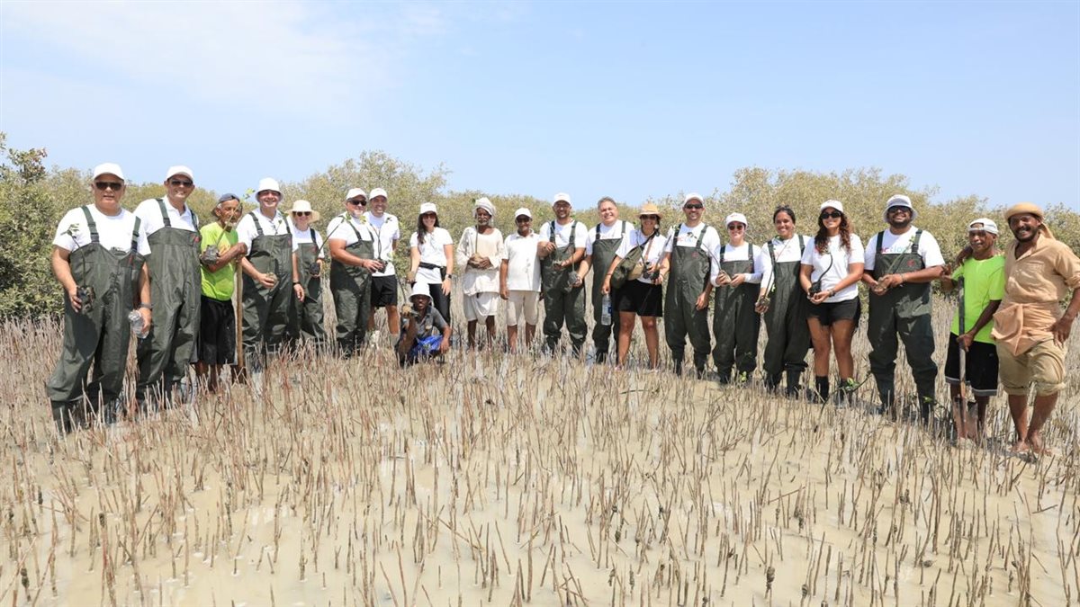 زراعة أشجار المنجروف بمرسي علم 
