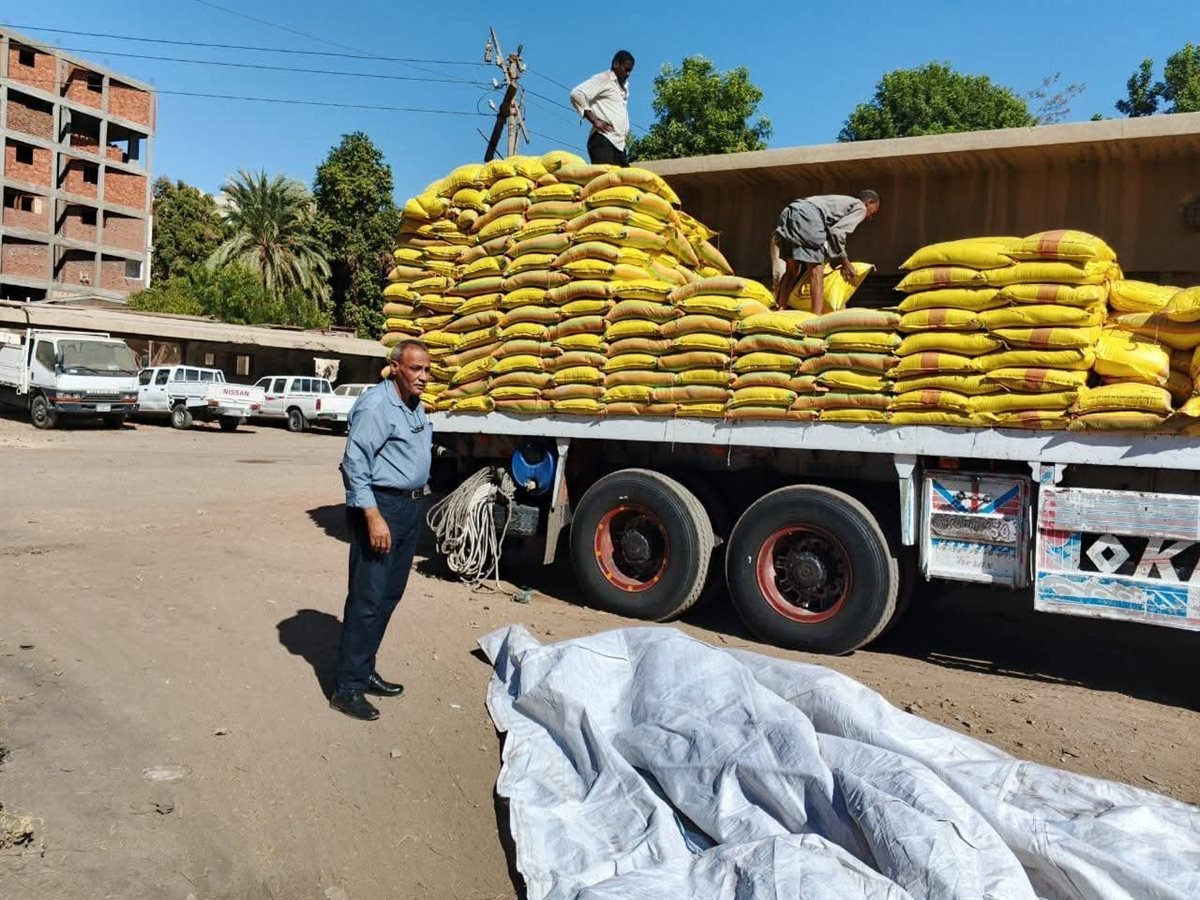 حصاد زراعة الأقصر