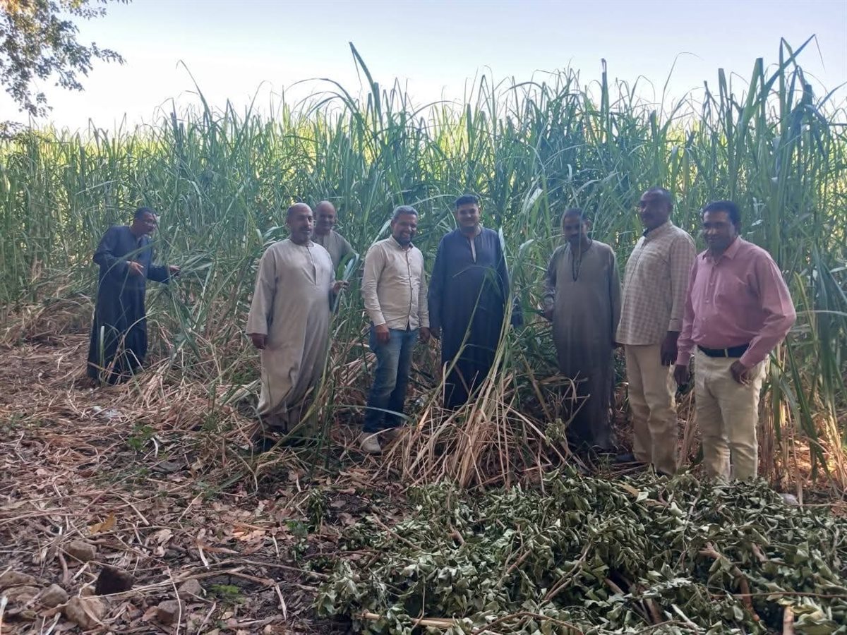 حصاد زراعة الأقصر