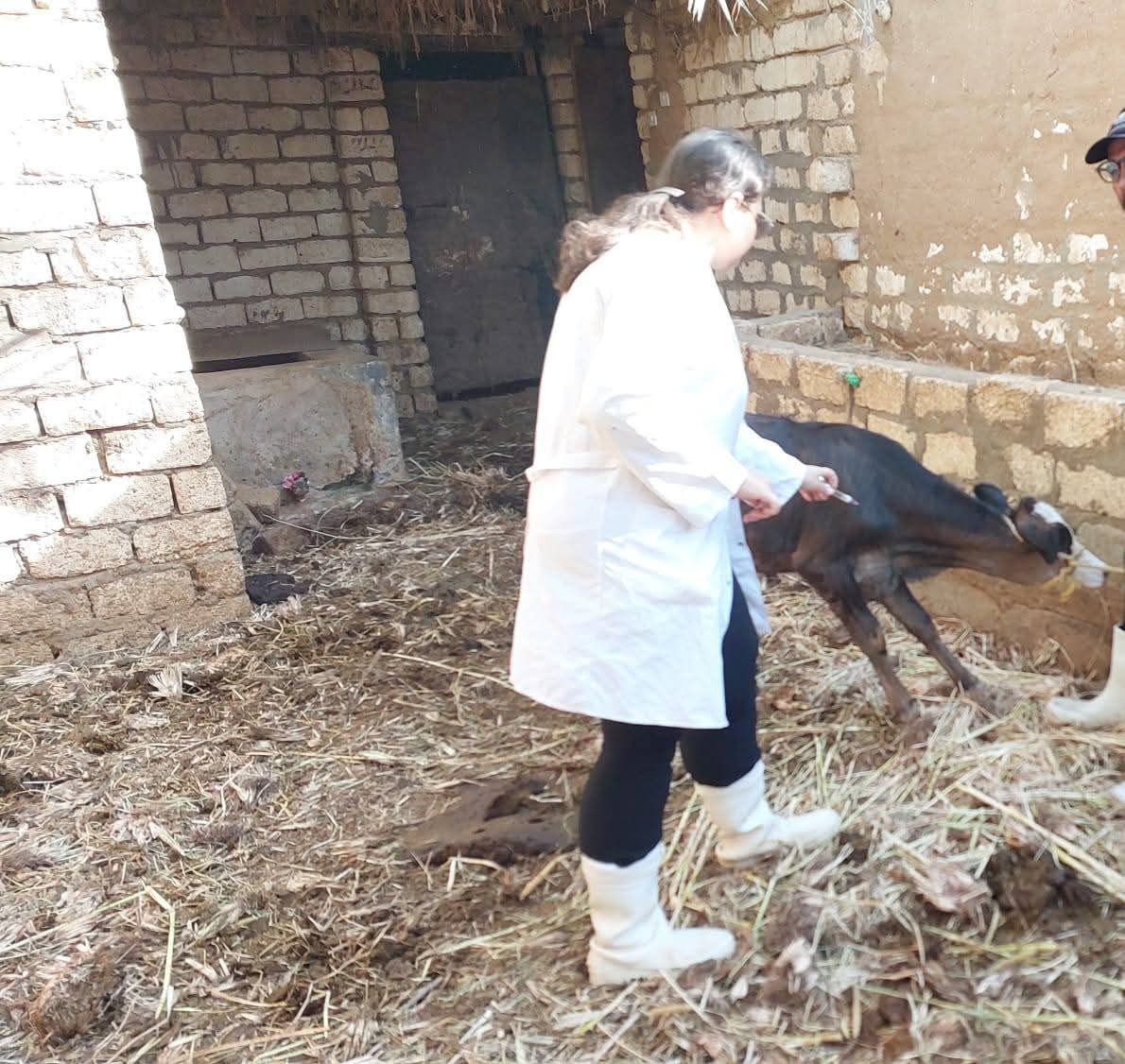 جانب من حملات الطب البيطري في الوادى الجديد