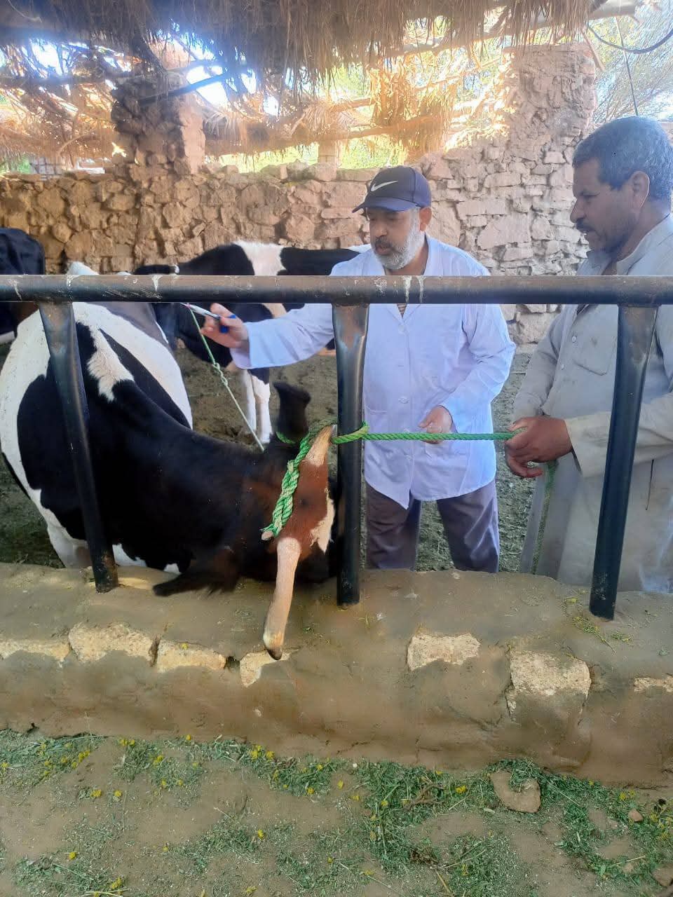 جانب من حملات الطب البيطري في الوادى الجديد