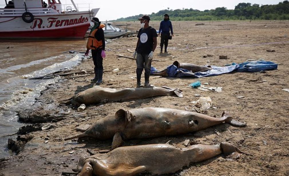 بحيرات الأمازون 