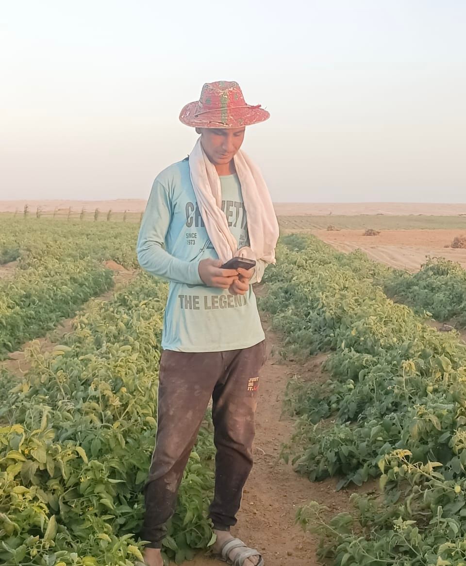 مزارع طماطم تحدث مع القاهرة 24