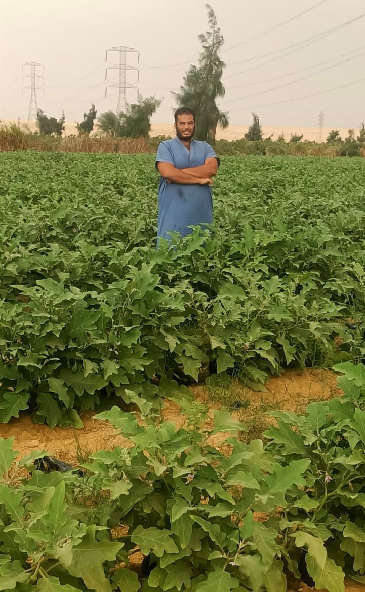 مزارع طماطم تحدث مع القاهرة 24