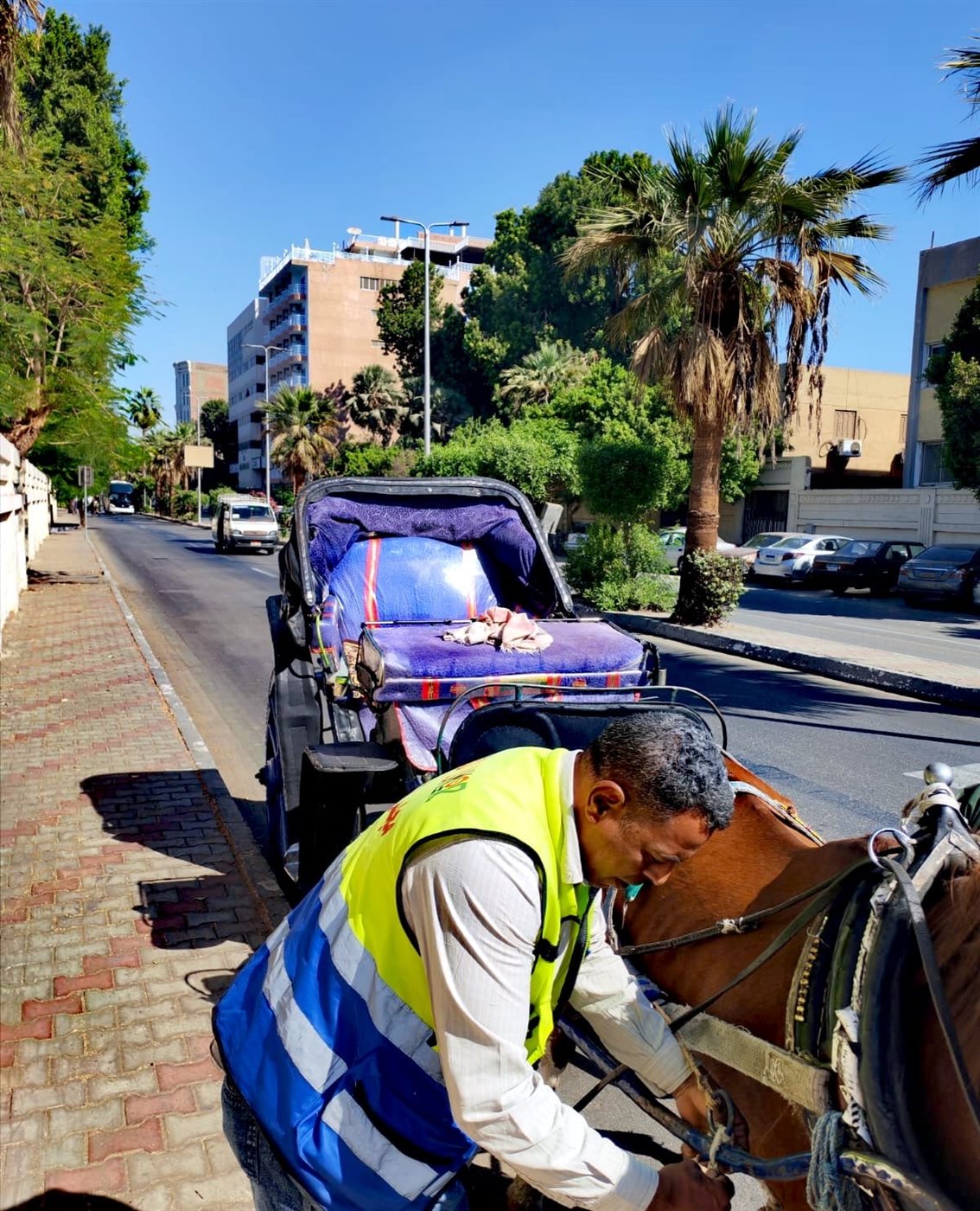 حملات على عربات الحنطور المخالفة بالأقصر 