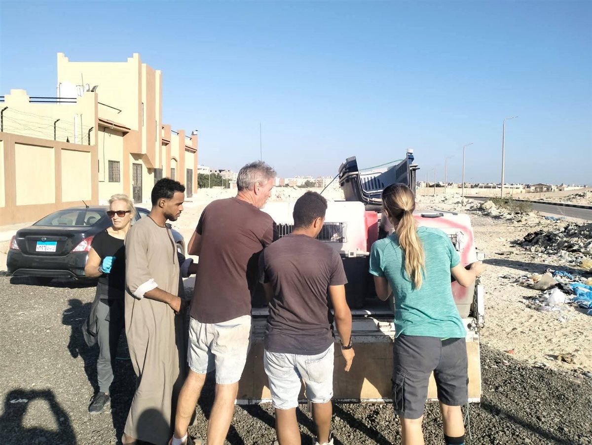 حملة لإجراء عمليات تعقيم للكلاب الضالة بالغردقة 