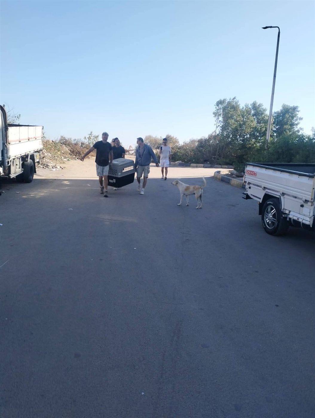 حملة لإجراء عمليات تعقيم للكلاب الضالة بالغردقة 