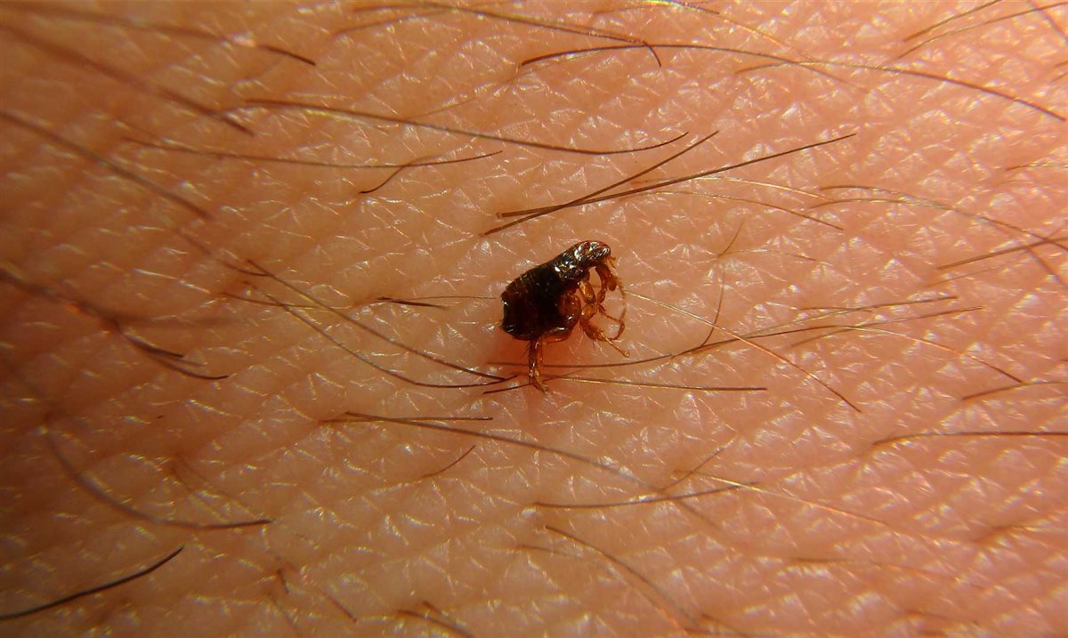 علاج البراغيث من الصيدلية