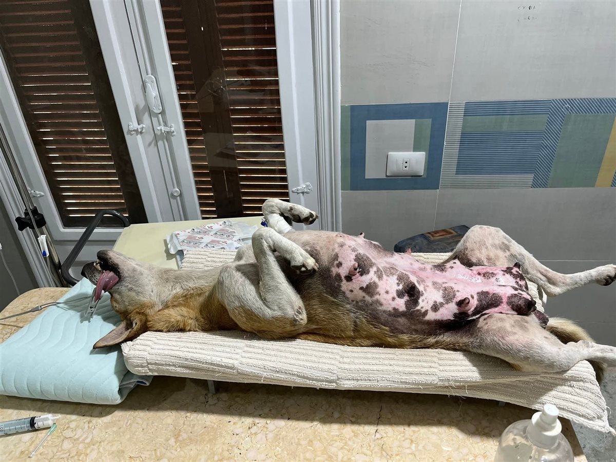 عمليات تعقيم للكلاب الضالة بالغردقة