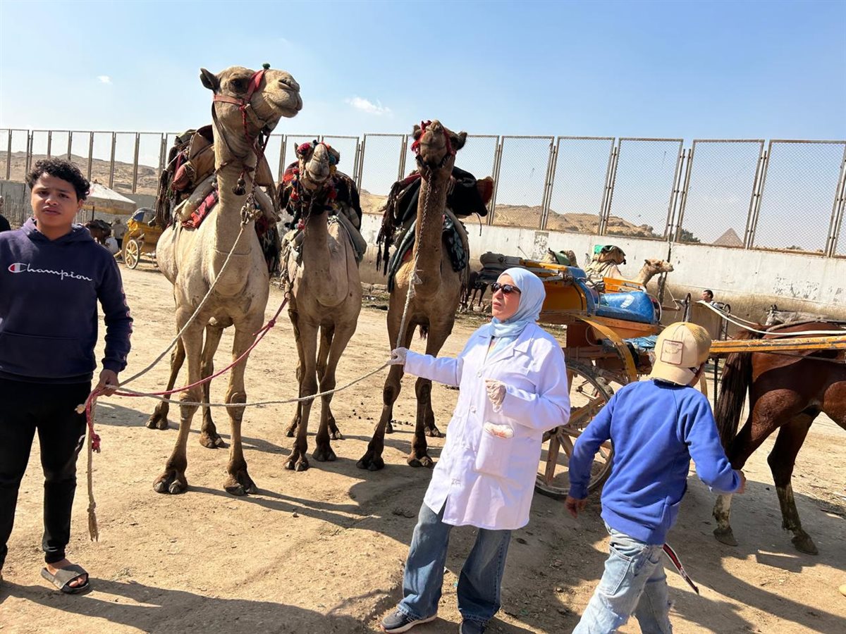 محافظة الجيزة تطلق قوافل بيطرية مجانية لرعاية الخيول والجمال بالمنطقة الأثرية بالأهرامات