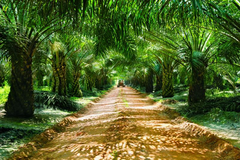 مزارع زيت النخيل في ماليزيا 