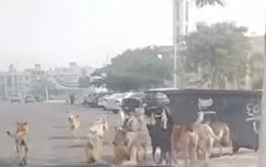 انتشار الكلاب الضالة في شوارع مدينة السادات