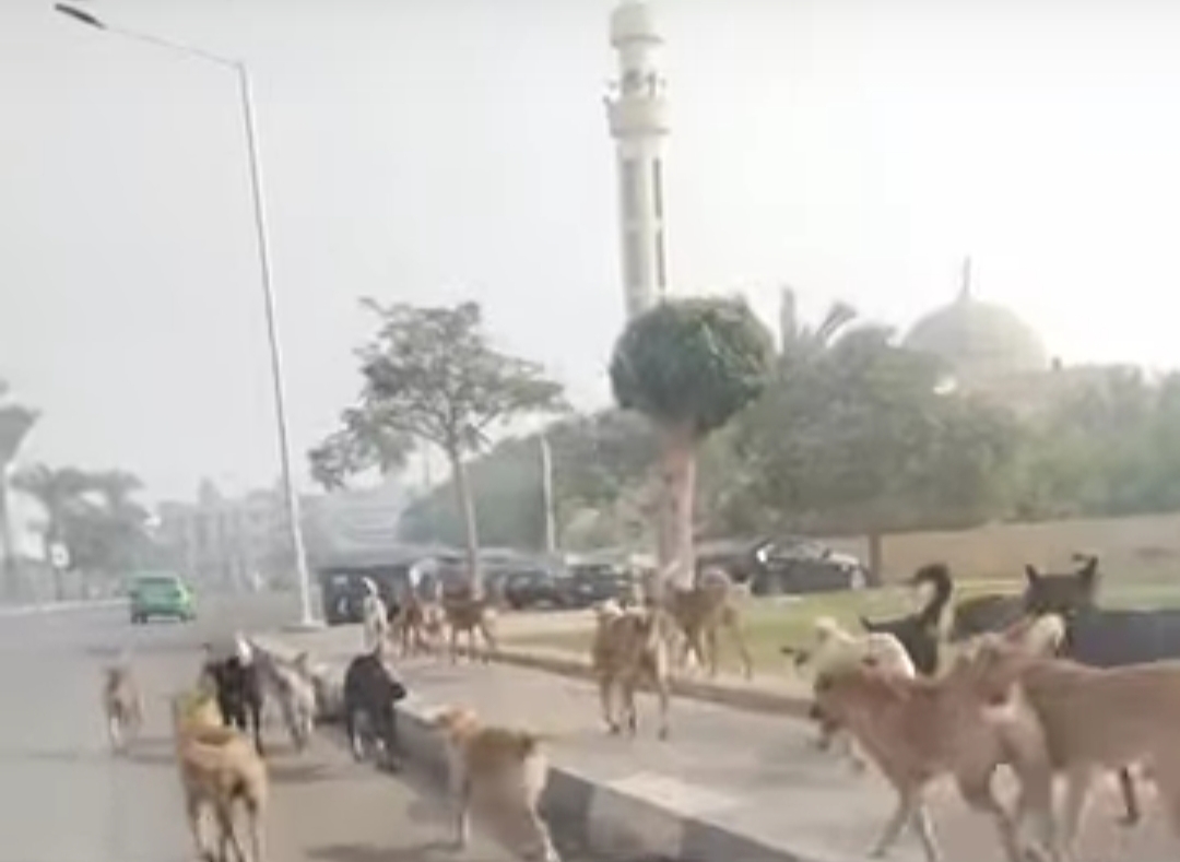 انتشار الكلاب الضالة في شوارع مدينة السادات