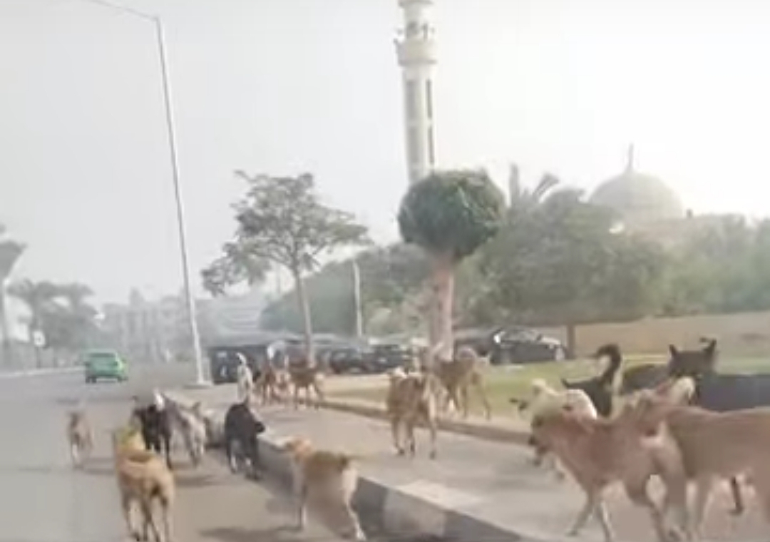 انتشار الكلاب الضالة في شوارع مدينة السادات