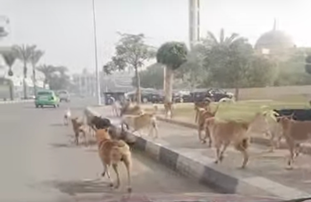 انتشار الكلاب الضالة في شوارع مدينة السادات 