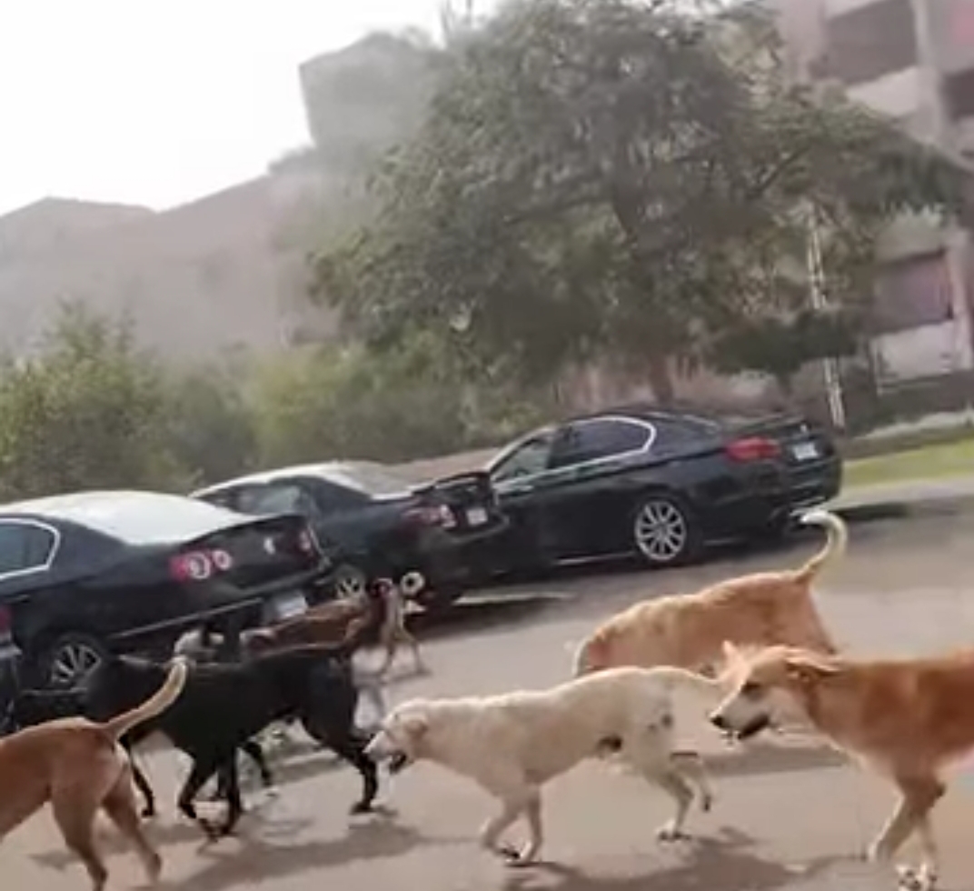 انتشار الكلاب الضالة في شوارع مدينة السادات