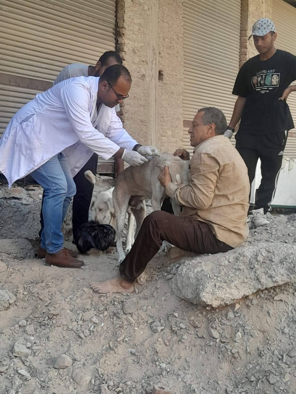 حملة لإجراء عمليات تعقيم للكلاب الضالة بالغردقة 